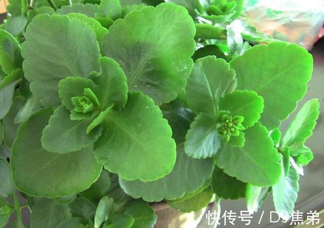 长寿|长寿花养护技巧,做到了此几点,保证长寿花花朵大叶子绿!