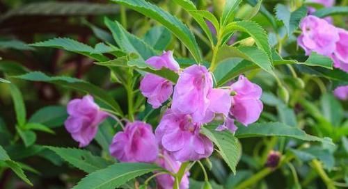  户外养护|有钱人都喜欢这三种花，好运接连一整年！早看早知道！