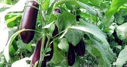 茄子|提个醒：茄子切不可和此物一起吃，吃了就是没事找事，早知早好
