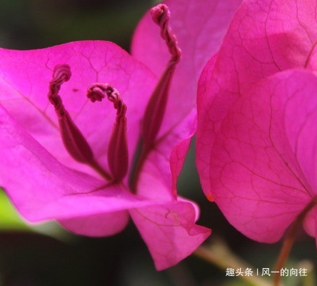 这三种水用来养三角梅有奇效，简直就是神仙水，轻松养到爆满盆