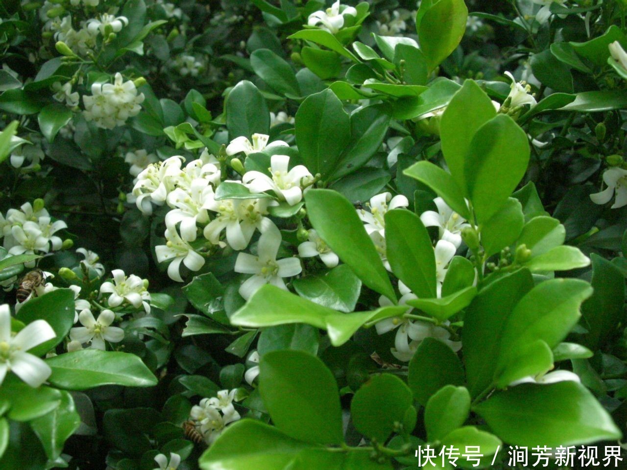 香味|此花香味可传百里,浓郁的香味有悠久的历史,寓意着爱情的俘虏