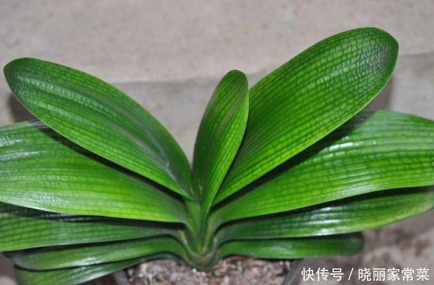 新手养护花卉,掌握几招秘诀,花朵蹭蹭冒,值得一试!