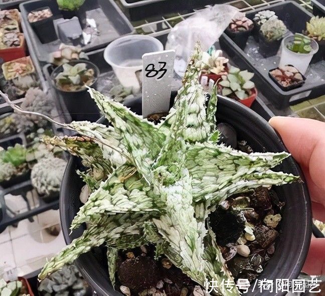 养护|好养的3大类多肉，很适合室内养护，没有强光照，也能养好