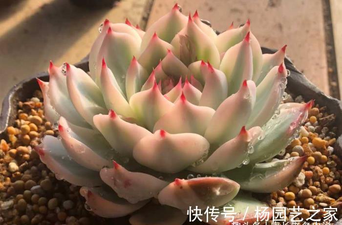 周正|宝藏多肉吉娃娃,有很多优点可以挖掘,夏天直接扔外面纯露养都行