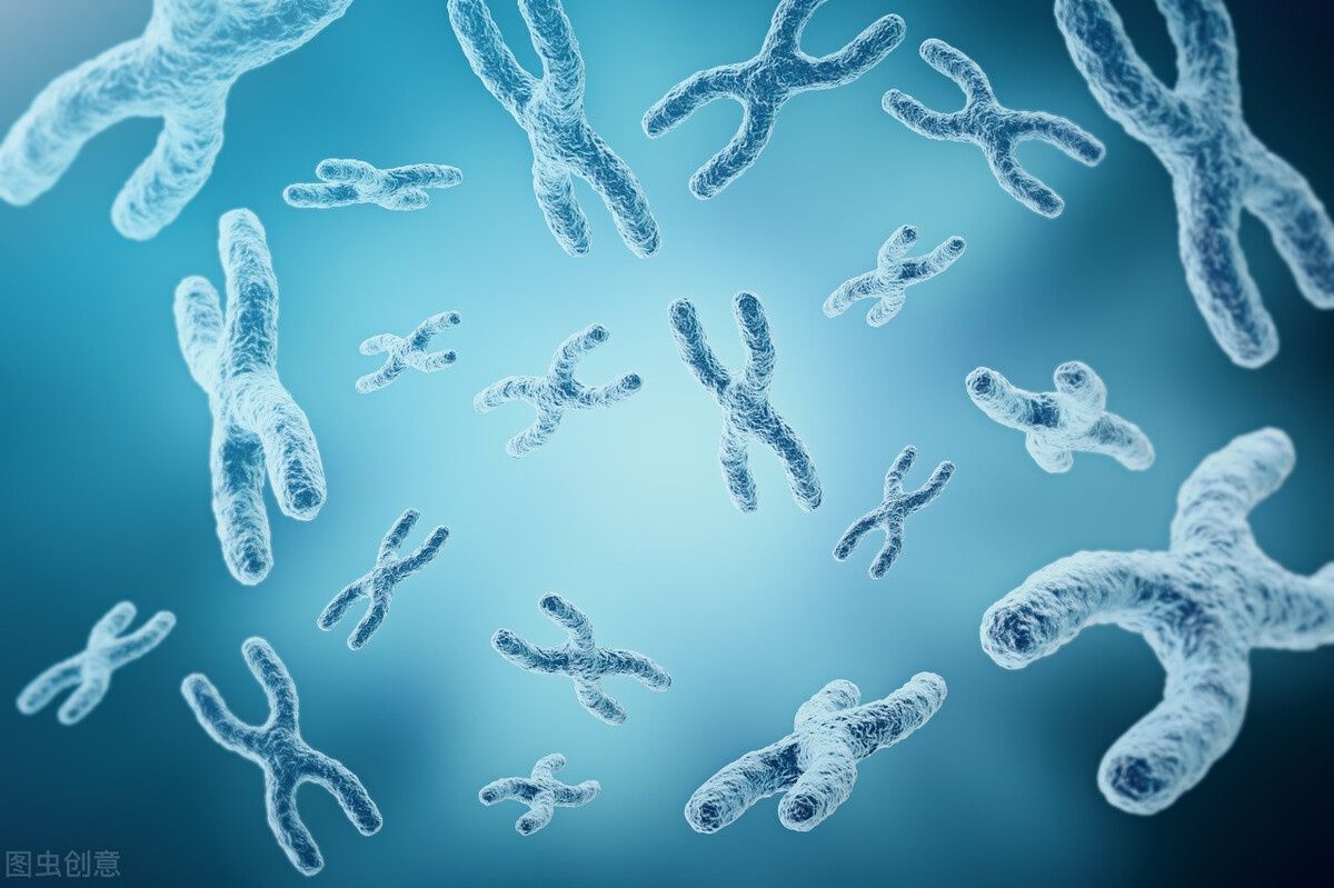 染色体|为什么有些家庭一直生儿子，有些家庭一直生女儿？