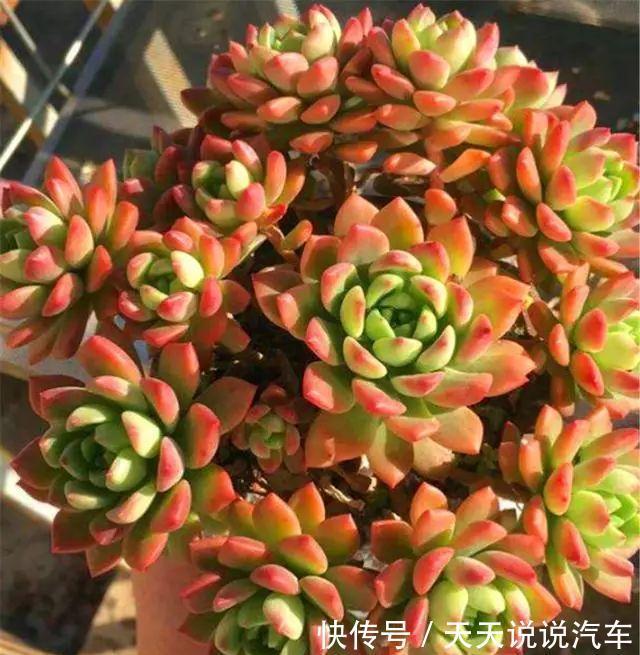 秋冬6款普货高颜值多肉,简单易养,美得如同仙子一般