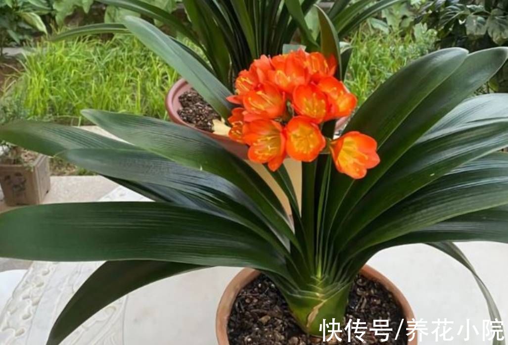 条件|9月养君子兰，满足它3个条件，叶子长得厚实饱满，又有光泽