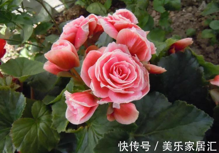 一盆有争议的花，大神视为宝贝，新手却躲得远远的