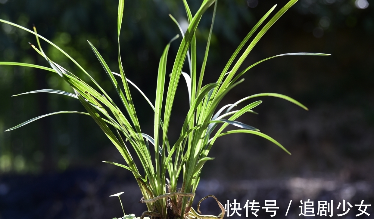 蕙兰养不好?只要注意以下几点,就能养好蕙兰