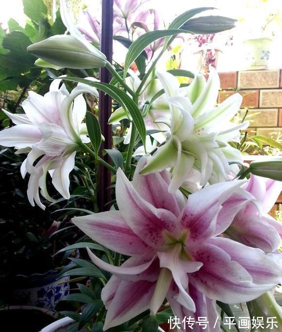 沾土就活,种门口长成一大簇,邻居天天跑来看!