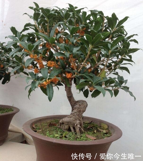 花盆|桂花盆景怎么养?教你“4法”,香味“飘香十里”,开花长满枝头