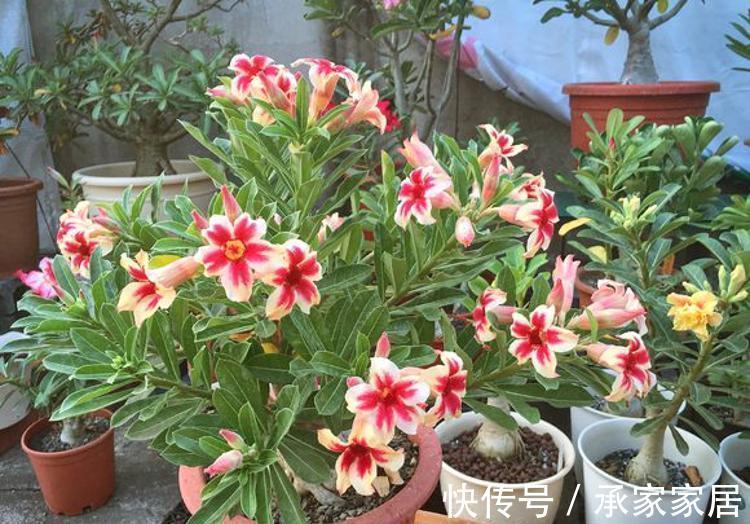 5种漂亮花,一年能开200天,越热开的越猛,花朵蕾蕾满阳台