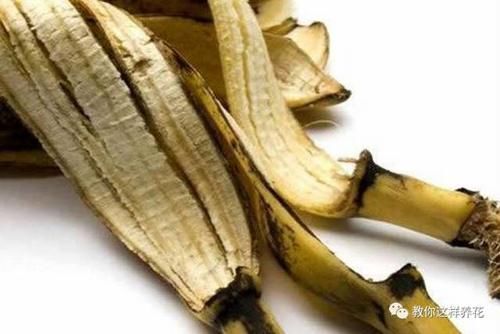 花草养不活，放点香蕉皮，打鸡血一样疯长！