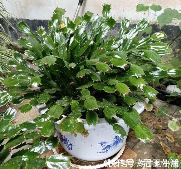 花苞|养花技巧:蟹爪兰一片叶子,蹿出10个花苞,给它喂啥好东西了