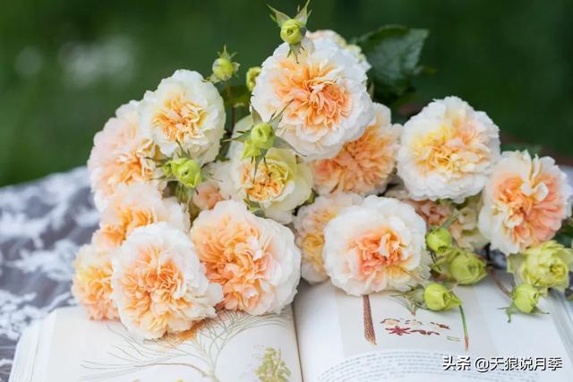 用这6款未命名自育月季,跟你交个朋友可好