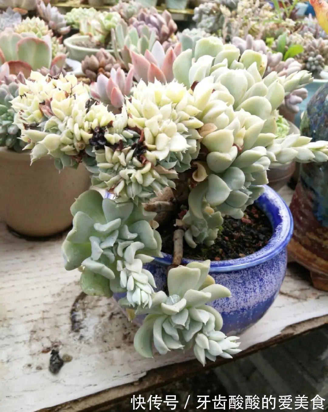 1个盆里塞800棵多肉,鼓到爆炸,看都不敢看