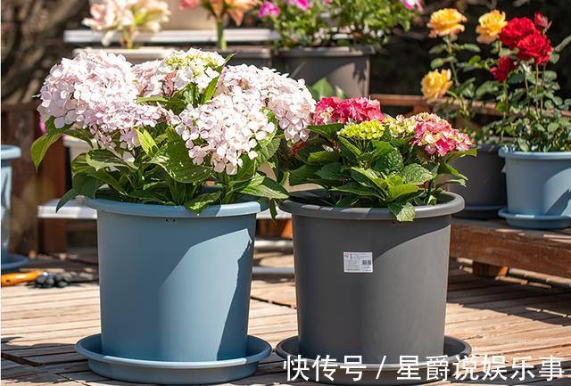 花草|6种花盆,不适合养花,难怪长势不好,扔了吧