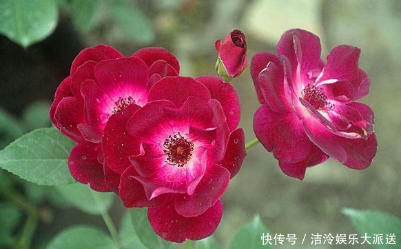 月季|喜欢养菊不如养盆“葡萄冰山”,株型饱满,花大色艳,适合盆栽养