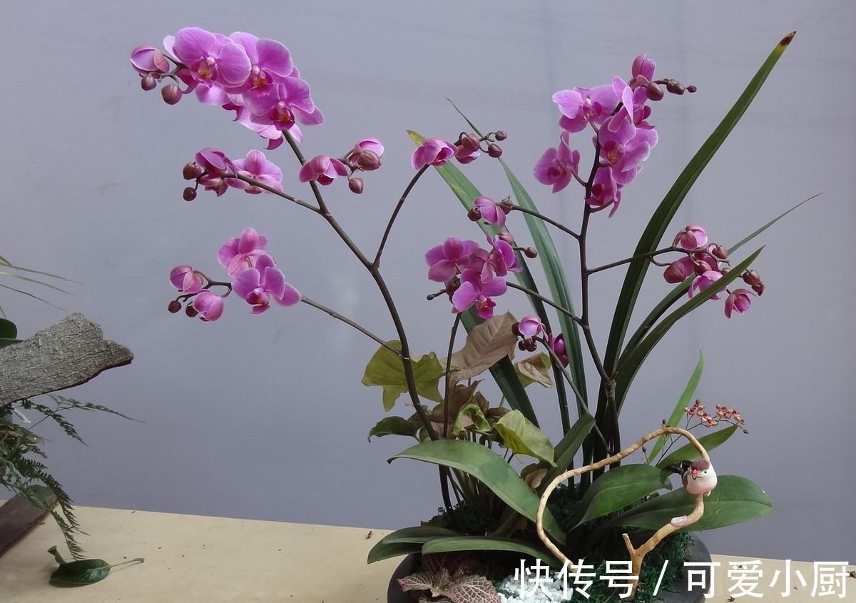 兰花|这6种好活的高颜值植物,老人最爱在家养殖
