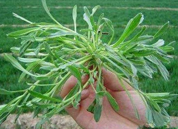 面条草|此物被称面条菜，全身都是宝，止咳消肿降血糖，为健康值得了解