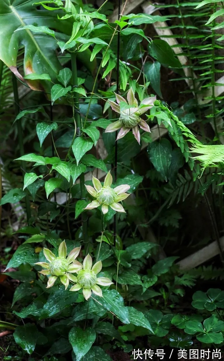 薇月|四年前,接手了朋友带120㎡院子的房子,打造成花园后朋友羡慕了