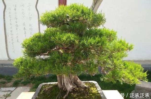 富贵人家养花,专养这5-6种“寓意好”的“树”,您有在养吗!