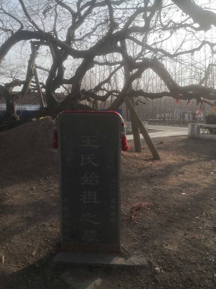 公墓|探究阚西村古树