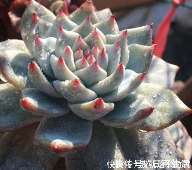 夏季|夏天养多肉，有2点容易被忽视，做好了个个长得胖，有精神！