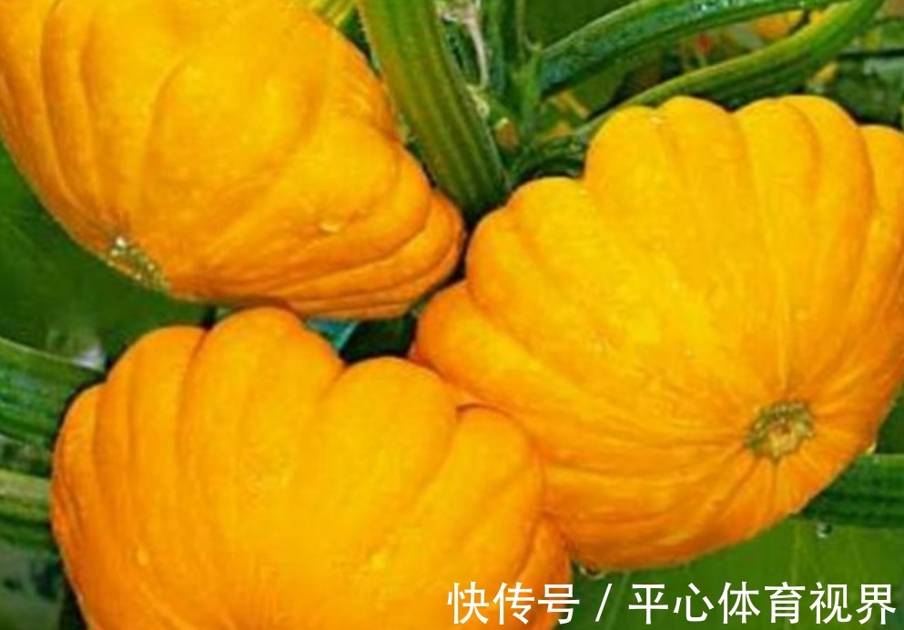 瘦身|村民种植一种飞碟瓜,营养价值非常丰富,可以瘦身减肥