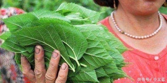 白发不要染,洗头水里放点“它”,坚持一个月,白发慢慢变黑发