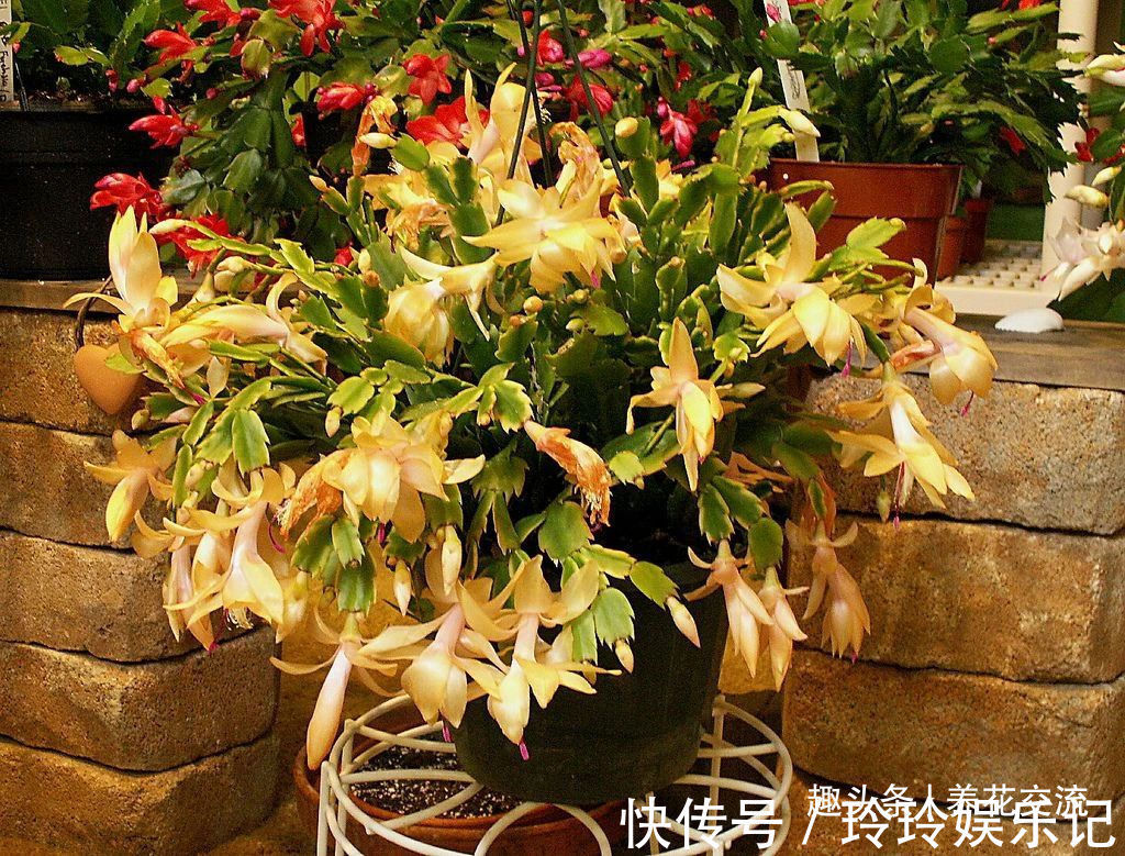 养盆栽蟹爪兰掌握10点就足够，看完就知道为啥叶子干瘪、不开花