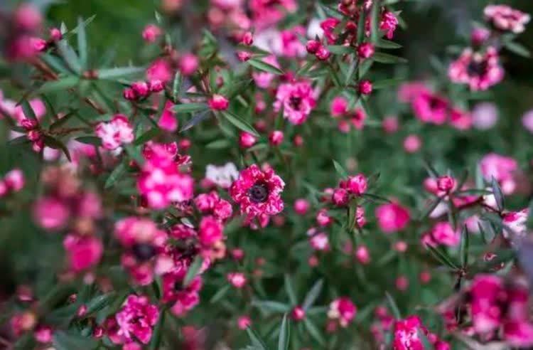 聪明人都养5种花，迷人的花朵，开满整个花盆，快养起来吧！