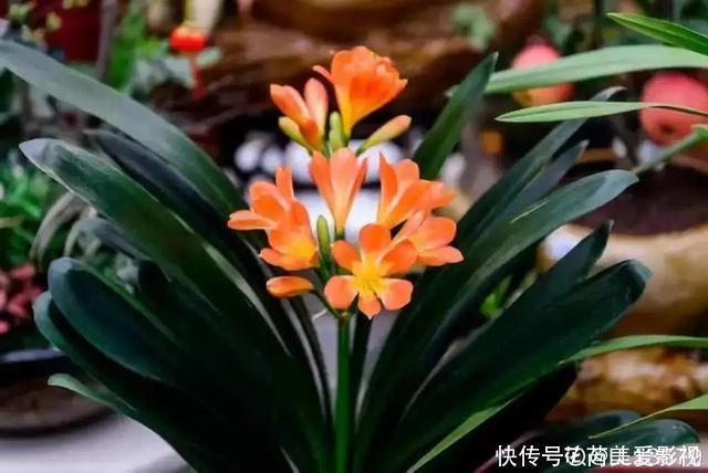 石斛兰|人养花，花也养人，这15种花，越养家里越干净