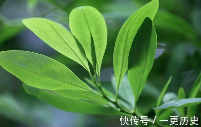 可口可乐|有人说可乐是一味中药,早就被记载在《本草纲目》里,是真的吗?