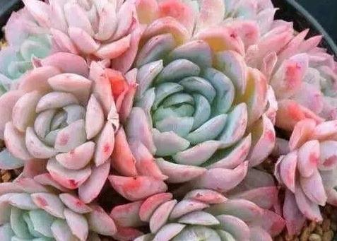 6条实用小经验,让你的肉肉安然度夏