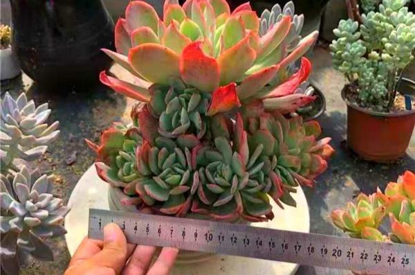 12种值得珍藏的多肉,越老越美丽,养成老桩才值钱