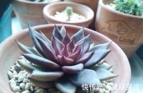 喜欢养多肉得选漂亮好养的,这12款东云系,唯美霸气度夏容易