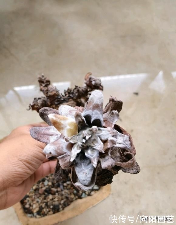 忌讳|养多肉，最忌讳“浇水”，水“越少越好”，“干土养肉”最安全