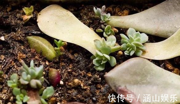 徒长|多肉徒长、叶片又肥又大该怎么解决2步操作,让它过夏就变美