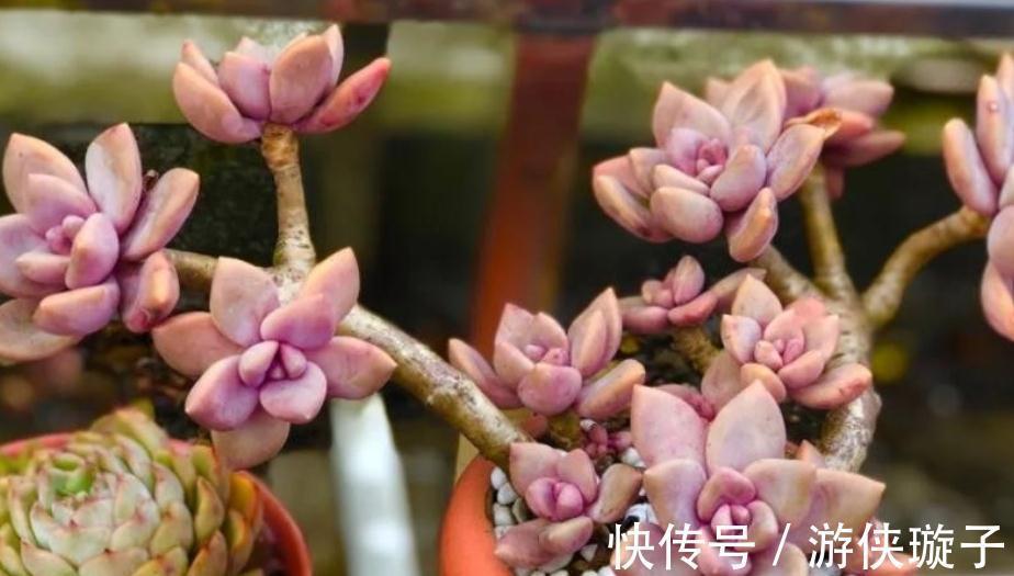 喜欢养多肉,天冷莫错过这3样,好活又漂亮,盆栽上色出状态易