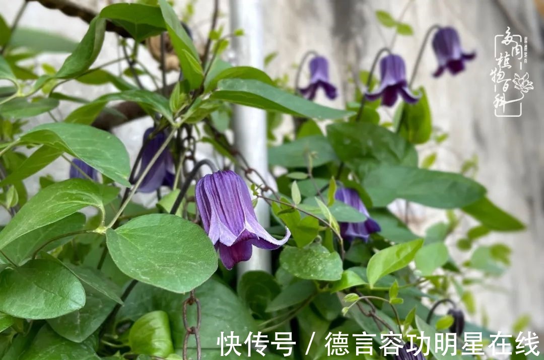 最美四月天,去杨姐的屋顶花园,赴一场花约!