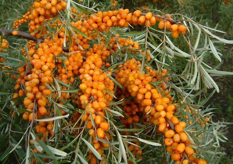 免疫活性细胞|经常熬夜玩手机，3种食物一定要多吃，你的眼睛会“感激”你