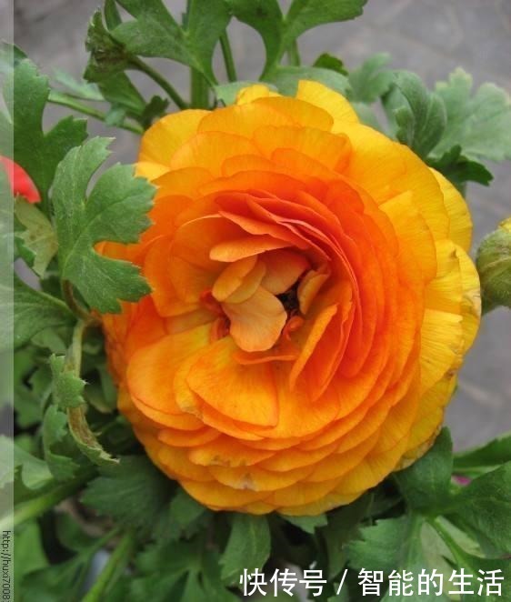 除了蟹爪兰,你可以养“芹菜”,开出牡丹花,花苞色泽艳丽又大朵!