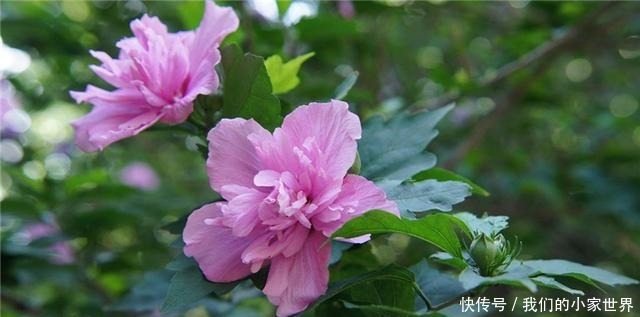 虽是野花,它却能当菜食用,农村还用它来润肺止咳