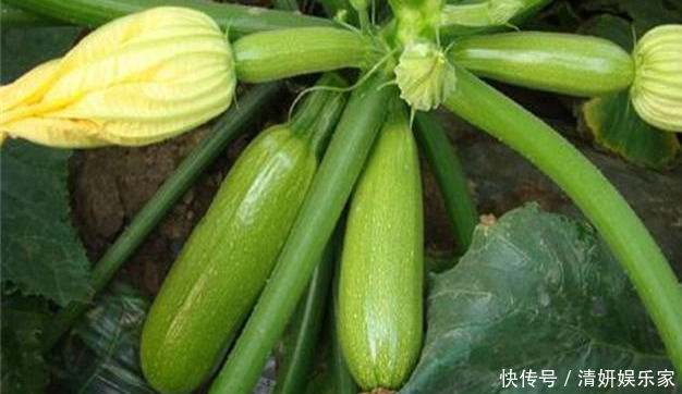 常吃|人到中年想要身体好,常吃4种食物,降压减脂,抗衰老,早吃早好