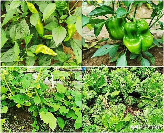 亲戚|姐的菜园喜获丰收，各式各样蔬菜都有，亲戚邻里大筐满小袋流