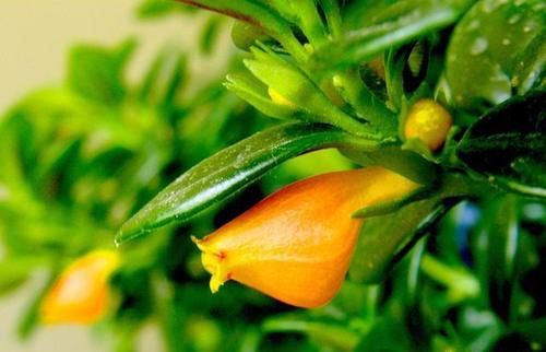 金鱼吊兰颜色越深越好吗？