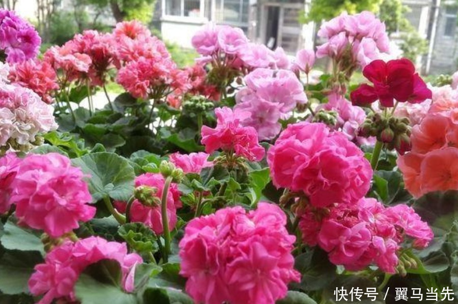 养分|阳台爆盆首选,开花量大,花期长,懒人新手都能养,美爆阳台!