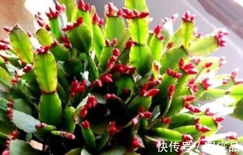 蟹爪兰|蟹爪兰长花苞了要怎么养?必备三点养护方法,开花不断