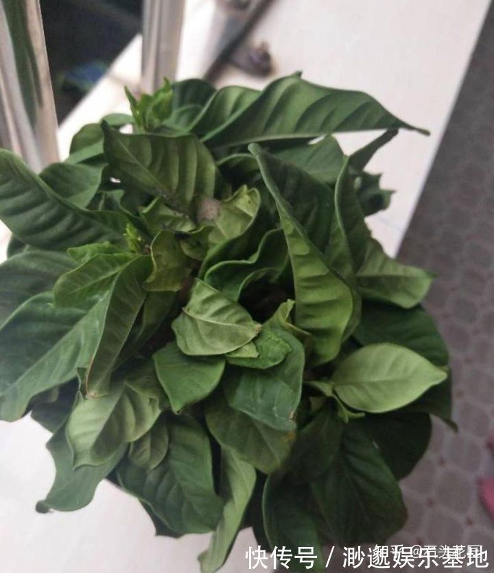 养花别浇4种“夺命水”，浇1次就烂根、烂芯，一定要当心